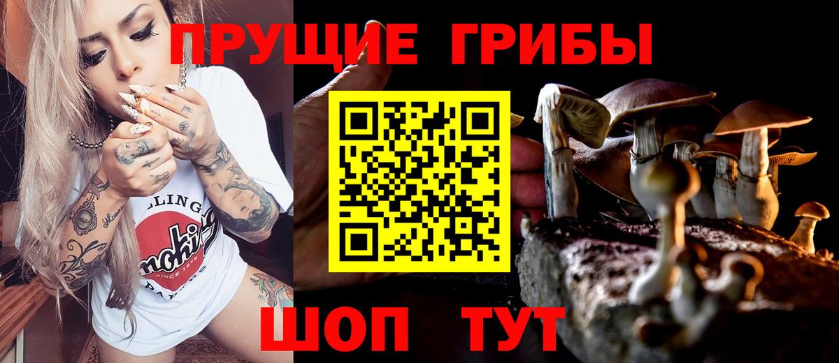 Галлюциногенные грибы Psilocybine cubensis Усть-Джегута